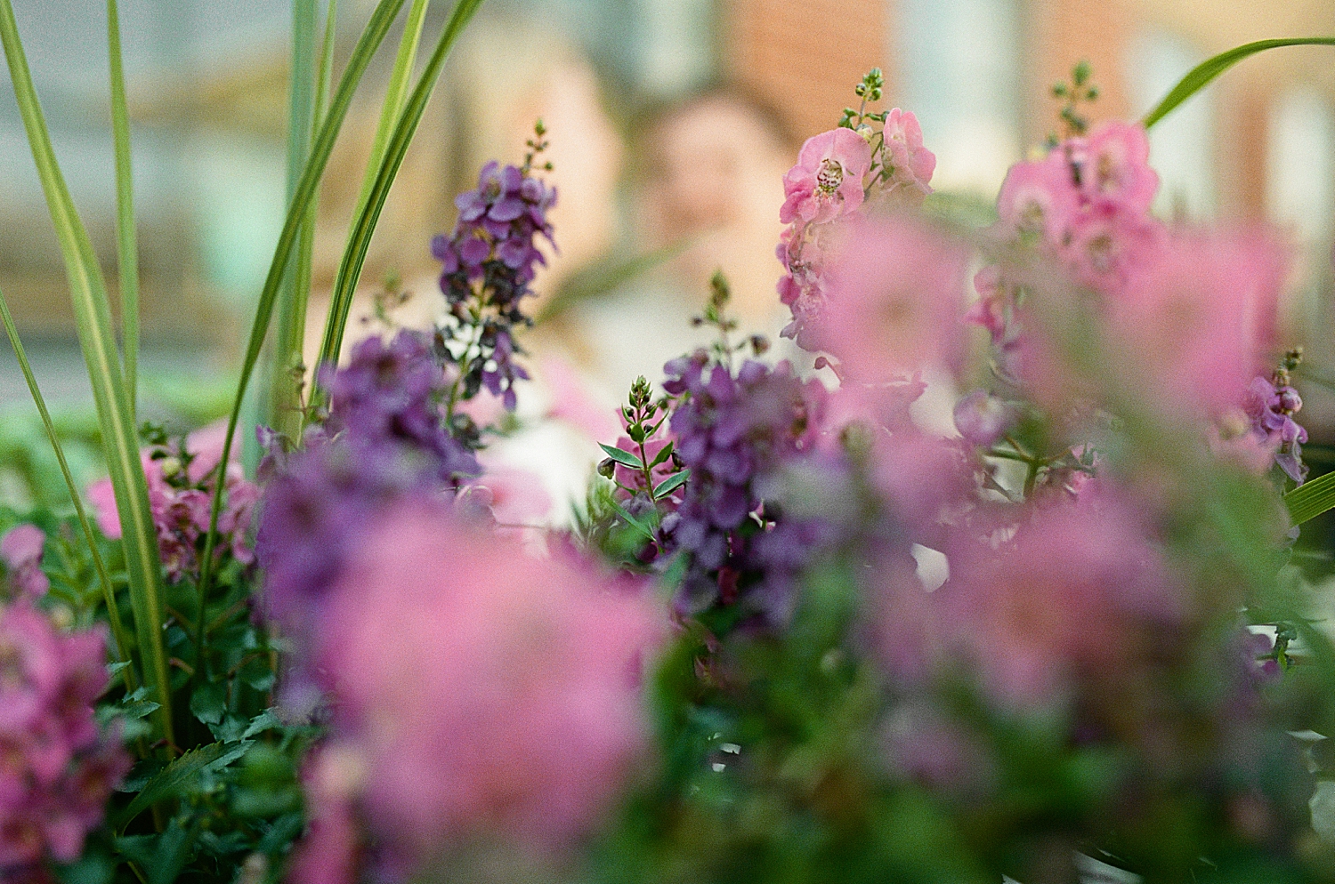 engaged couple behind purple flowers by Maryland wedding photographer